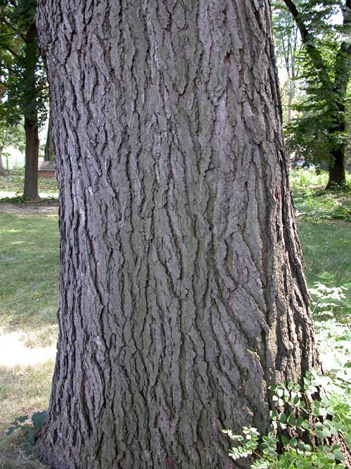 gymnocladus dioicus 11