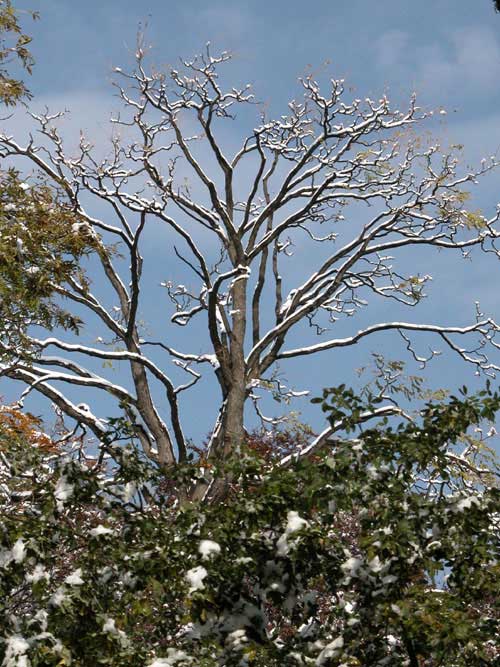 gymnocladus dioicus 12