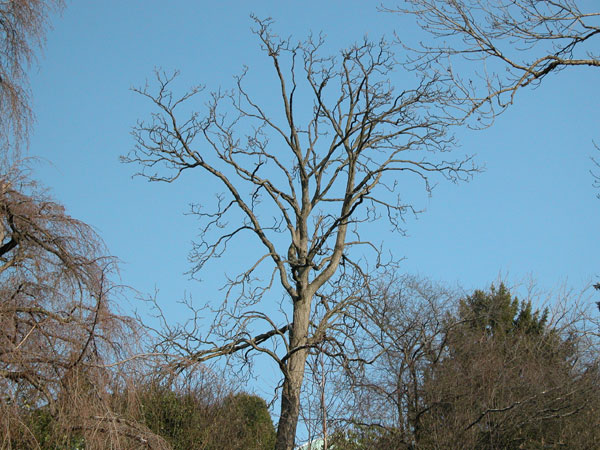 gymnocladus dioicus 13