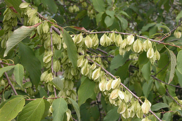 halesia monticola 01