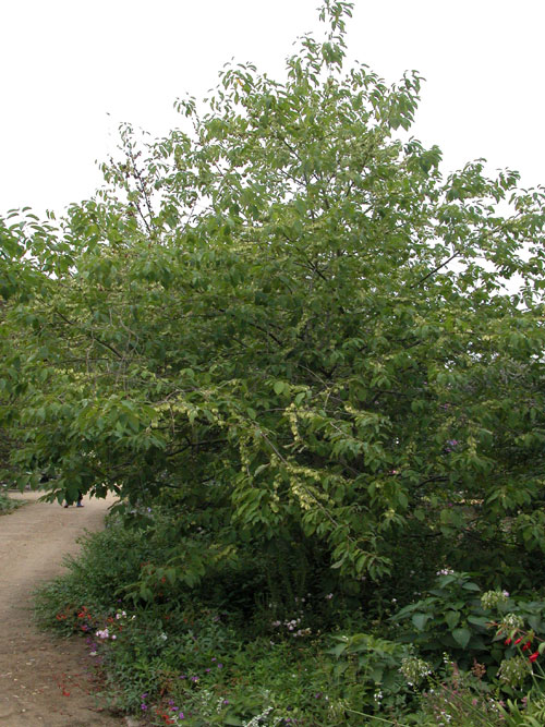 halesia monticola 02