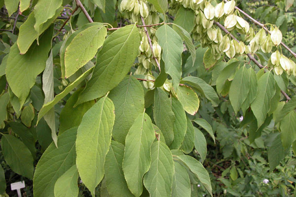 halesia monticola 03