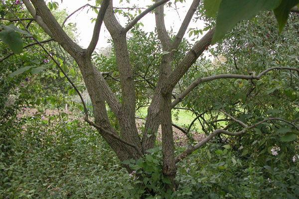 halesia monticola 04