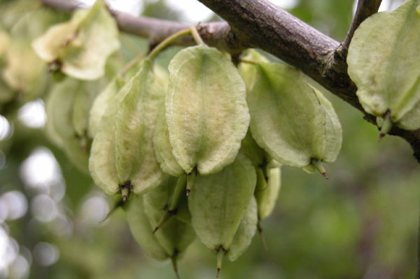 halesia monticola 05