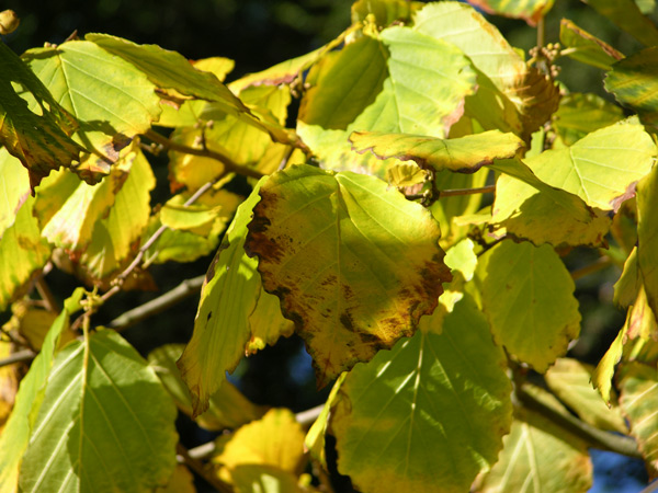 hamamelis virginiana 01