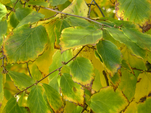 hamamelis virginiana 02