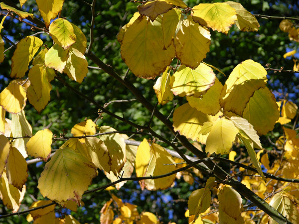 hamamelis virginiana 04