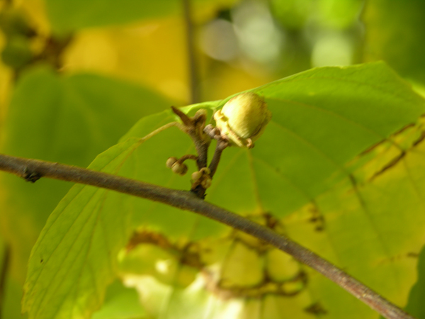 hamamelis virginiana 05
