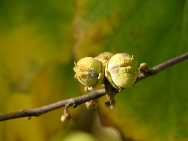 hamamelis virginiana 06