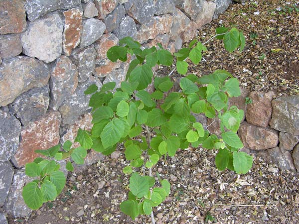 hamamelis virginiana 07
