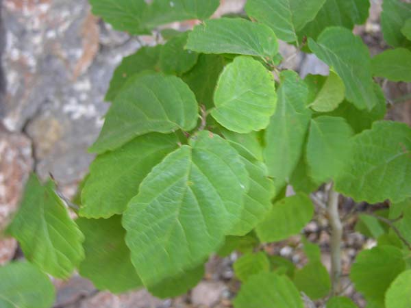 hamamelis virginiana 08