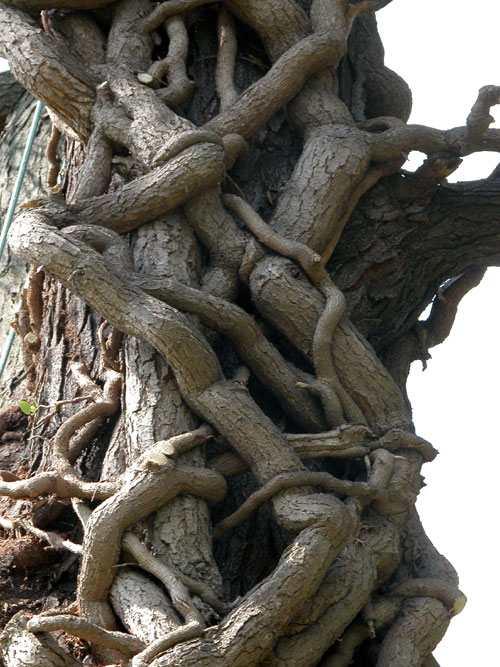 hedera helix dead 01