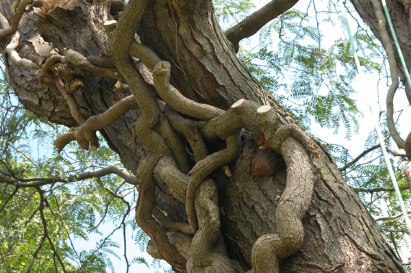 hedera helix dead 02