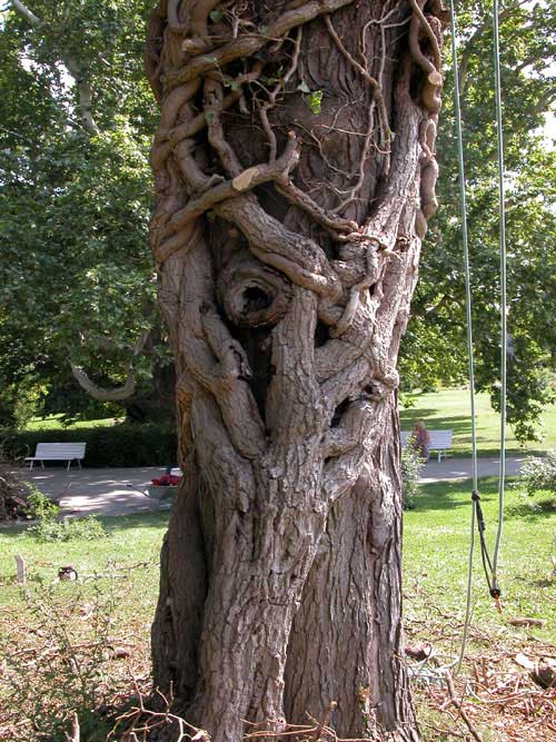 hedera helix dead 03