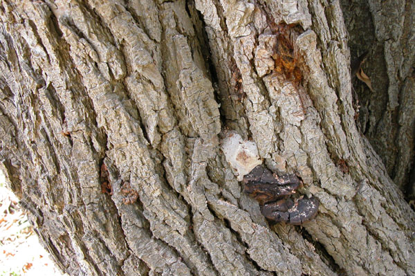 hedera helix dead 04