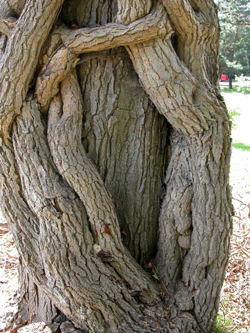 hedera helix dead 05