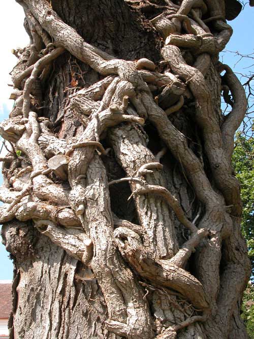 hedera helix dead 06