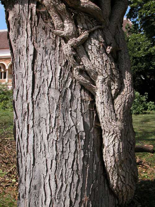 hedera helix dead 07