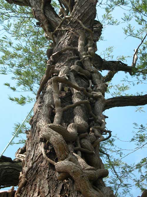 hedera helix dead 08