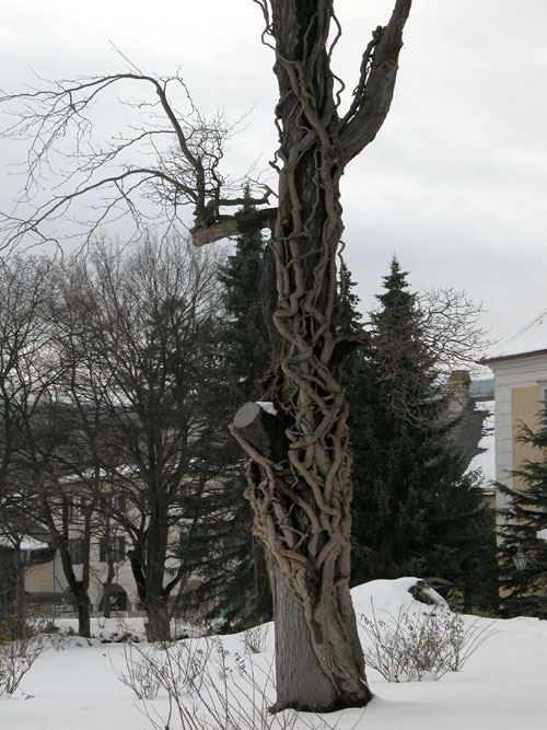 hedera helix dead 11