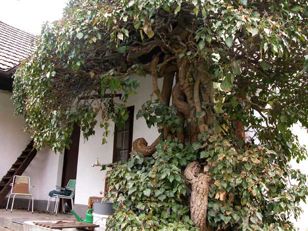 hedera helix 02