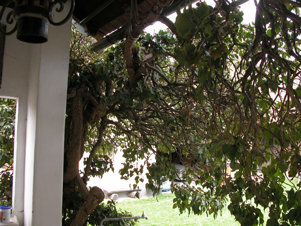 hedera helix 03