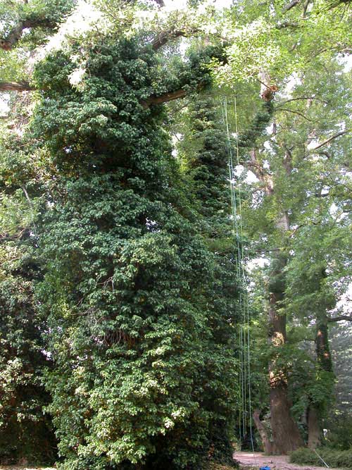 hedera helix 05