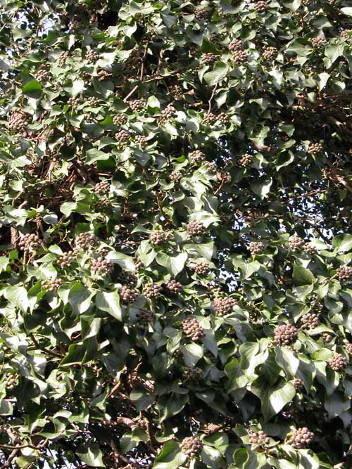 hedera helix 07