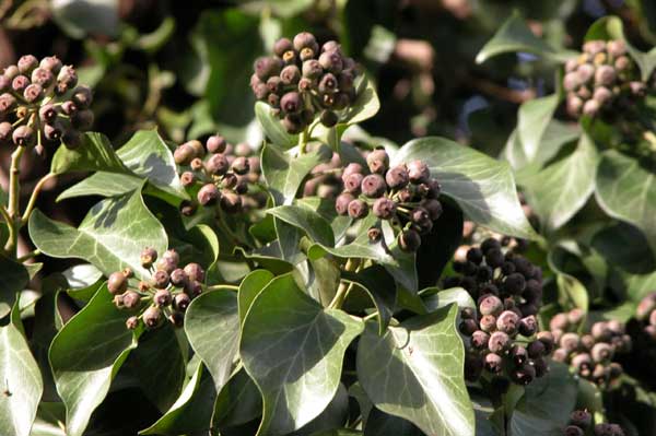 hedera helix 08