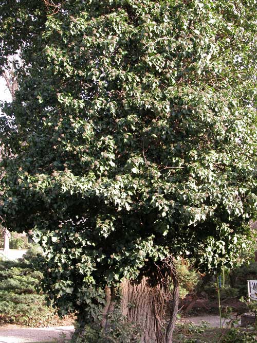 hedera helix 09