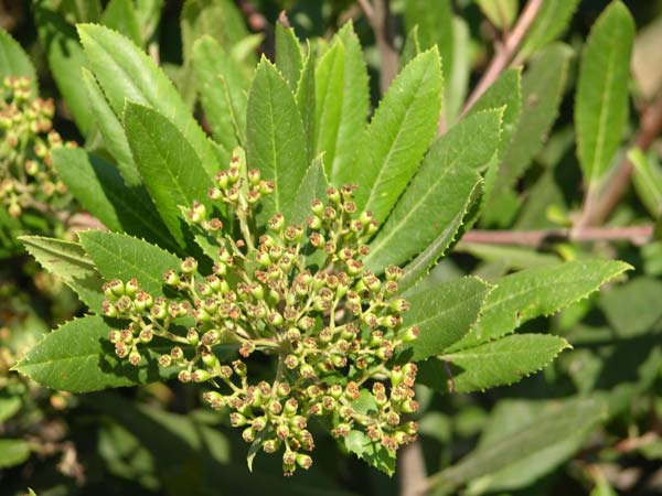 heteromeles arbutifolia 01
