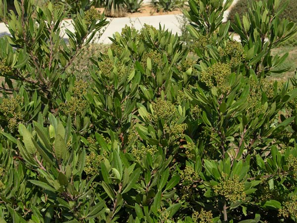 heteromeles arbutifolia 02