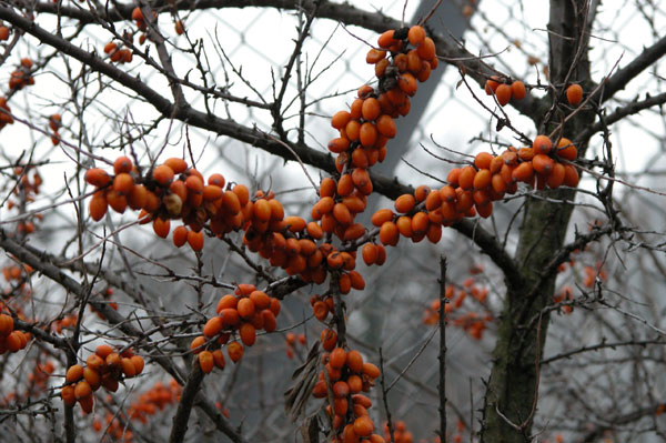 hippophae rhamnoides 01