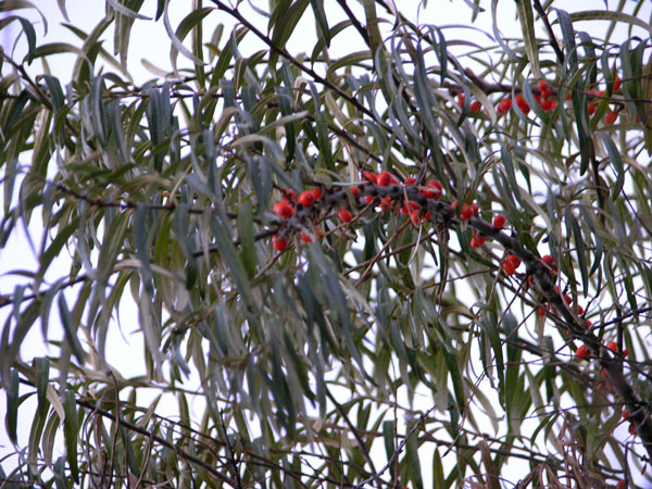 hippophae rhamnoides 02
