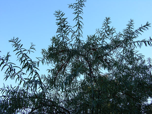 hippophae rhamnoides 03