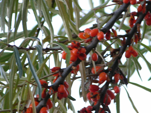 hippophae rhamnoides 04