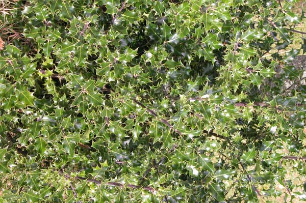 ilex aquifolium 01
