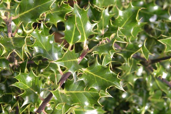 ilex aquifolium 02