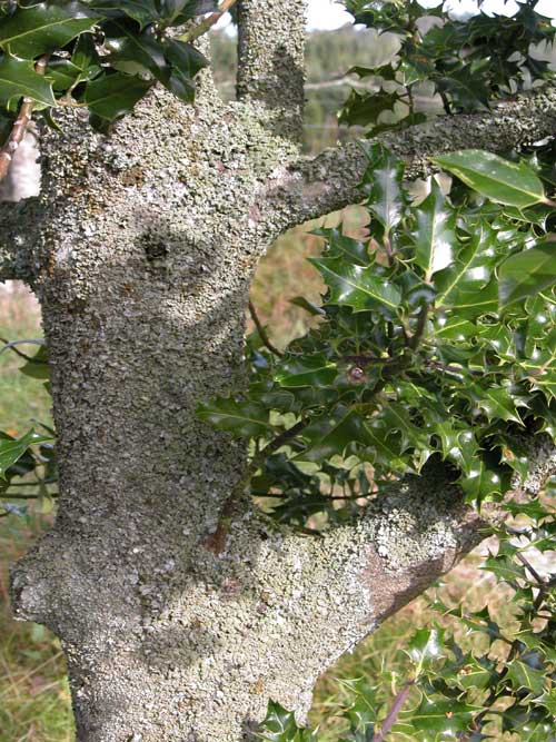 ilex aquifolium 03