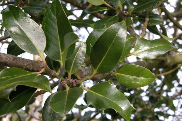 ilex aquifolium 04
