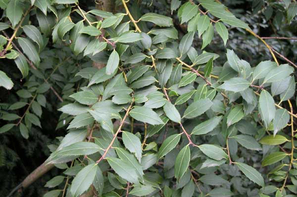 ilex ciliospinosa 01