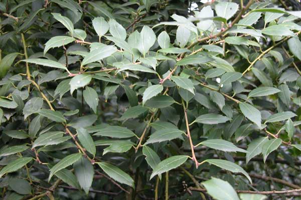 ilex ciliospinosa 02