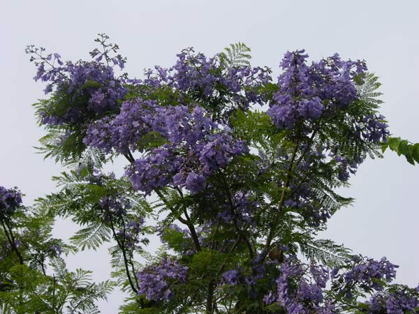 jacaranda mimosifolia 01