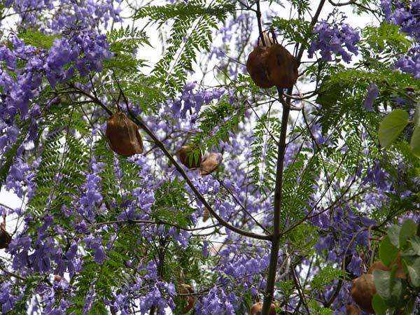 jacaranda mimosifolia 02