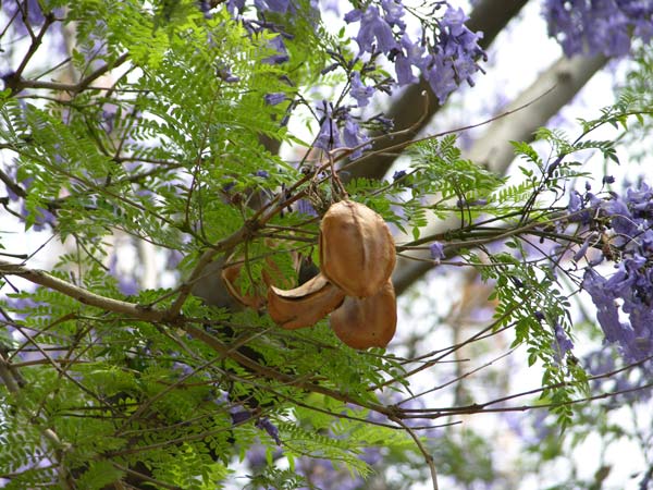 jacaranda mimosifolia 04