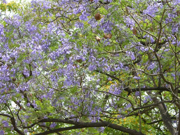 jacaranda mimosifolia 05