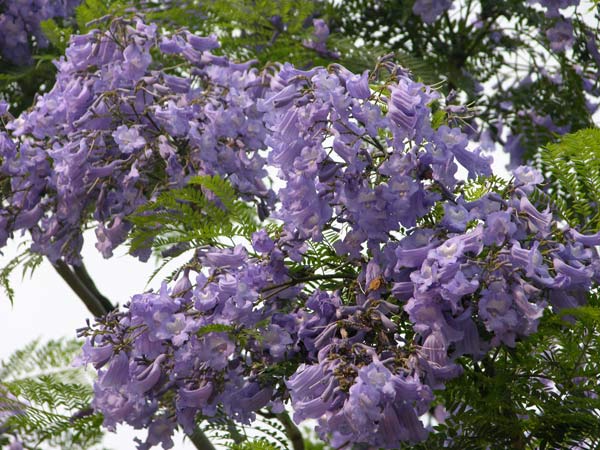 jacaranda mimosifolia 06