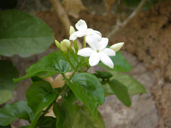 jasminum sambac 01