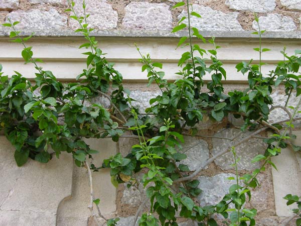 jasminum sambac 02