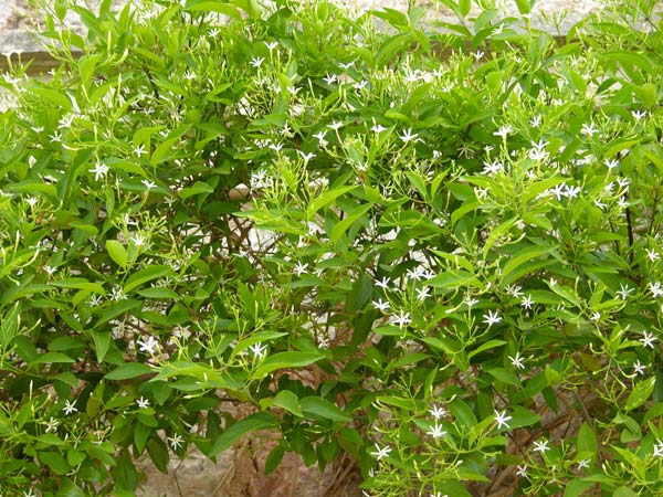 jasminum simplicifolium 01
